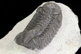 Bargain, Austerops Trilobite - Morocco #67677-6
